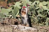 YORKSHIRE TERRIER 224